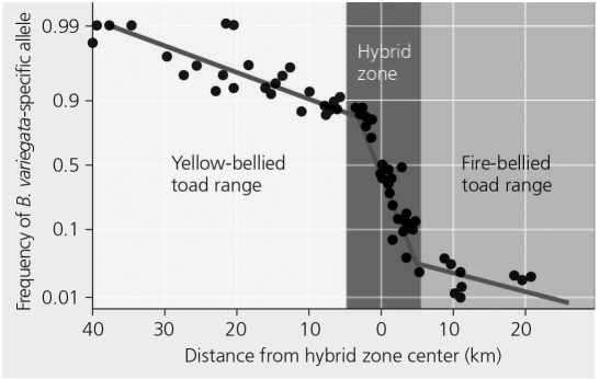 <strong>The following question(s) refer to the evolutionary tree in Figure 22.4, whose horizontal axis represents time (present time is on the far right) and whose vertical axis represents morphological change.   Figure 22.4   Figure 22.6 A hybrid zone is indicated by plotting the frequency of the yellow-belly allele across the distance from the center of the hybrid zone. What is the gene frequency of the fire-bellied toad 20 km from the hybrid zone center?</strong> A) 1 B) 0 C) 0.1 D) 10 <div style=padding-top: 35px> 