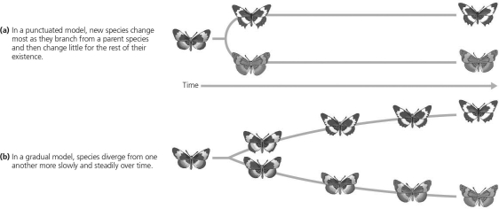 <strong>The following question(s) refer to the evolutionary tree in Figure 22.4, whose horizontal axis represents time (present time is on the far right) and whose vertical axis represents morphological change.   Figure 22.4   Figure 22.7 Two models for the speed of speciation are based on patterns in the fossil record. Which of the following statements describes the gradual model of evolution?</strong> A) Species steadily diverge from one another. B) New species change suddenly. C) Periods of stasis are punctuated by change. D) There is absence of intermediate fossils. <div style=padding-top: 35px> 
