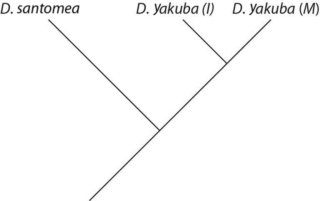 <strong>Please use the following information to answer the question(s) below. On the volcanic, equatorial West African island of Sao Tomé, two species of fruit fly exist. Drosophila yakuba inhabits the island's lowlands and is also found on the African mainland, located about 200 miles away. At higher elevations, and only on Sao Tomé, is found the very closely related Drosophila santomea. The two species can hybridize, though male hybrids are sterile. A hybrid zone exists at middle elevations, though hybrids there are greatly outnumbered by D. santomea. Studies of the two species' nuclear genomes reveal that D. yakuba on the island is more closely related to mainland D. yakuba than to D. santomea (2n = 4 in both species). Sao Tomé rose from the Atlantic Ocean about 14 million years ago. Which of these evolutionary trees represents the situation described in the previous paragraph? (Note: D. yakuba (I) represents the island population, and D. yakuba (M) represents the mainland population.)</strong> A)   B)   C)   D)   <div style=padding-top: 35px> 