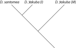 <strong>Please use the following information to answer the question(s) below. On the volcanic, equatorial West African island of Sao Tomé, two species of fruit fly exist. Drosophila yakuba inhabits the island's lowlands and is also found on the African mainland, located about 200 miles away. At higher elevations, and only on Sao Tomé, is found the very closely related Drosophila santomea. The two species can hybridize, though male hybrids are sterile. A hybrid zone exists at middle elevations, though hybrids there are greatly outnumbered by D. santomea. Studies of the two species' nuclear genomes reveal that D. yakuba on the island is more closely related to mainland D. yakuba than to D. santomea (2n = 4 in both species). Sao Tomé rose from the Atlantic Ocean about 14 million years ago. Which of these evolutionary trees represents the situation described in the previous paragraph? (Note: D. yakuba (I) represents the island population, and D. yakuba (M) represents the mainland population.)</strong> A)   B)   C)   D)   <div style=padding-top: 35px> 