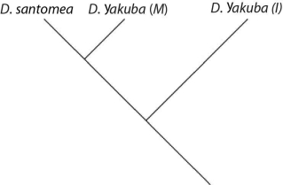 <strong>Please use the following information to answer the question(s) below. On the volcanic, equatorial West African island of Sao Tomé, two species of fruit fly exist. Drosophila yakuba inhabits the island's lowlands and is also found on the African mainland, located about 200 miles away. At higher elevations, and only on Sao Tomé, is found the very closely related Drosophila santomea. The two species can hybridize, though male hybrids are sterile. A hybrid zone exists at middle elevations, though hybrids there are greatly outnumbered by D. santomea. Studies of the two species' nuclear genomes reveal that D. yakuba on the island is more closely related to mainland D. yakuba than to D. santomea (2n = 4 in both species). Sao Tomé rose from the Atlantic Ocean about 14 million years ago. Which of these evolutionary trees represents the situation described in the previous paragraph? (Note: D. yakuba (I) represents the island population, and D. yakuba (M) represents the mainland population.)</strong> A)   B)   C)   D)   <div style=padding-top: 35px> 