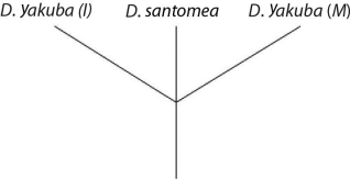 <strong>Please use the following information to answer the question(s) below. On the volcanic, equatorial West African island of Sao Tomé, two species of fruit fly exist. Drosophila yakuba inhabits the island's lowlands and is also found on the African mainland, located about 200 miles away. At higher elevations, and only on Sao Tomé, is found the very closely related Drosophila santomea. The two species can hybridize, though male hybrids are sterile. A hybrid zone exists at middle elevations, though hybrids there are greatly outnumbered by D. santomea. Studies of the two species' nuclear genomes reveal that D. yakuba on the island is more closely related to mainland D. yakuba than to D. santomea (2n = 4 in both species). Sao Tomé rose from the Atlantic Ocean about 14 million years ago. Which of these evolutionary trees represents the situation described in the previous paragraph? (Note: D. yakuba (I) represents the island population, and D. yakuba (M) represents the mainland population.)</strong> A)   B)   C)   D)   <div style=padding-top: 35px> 
