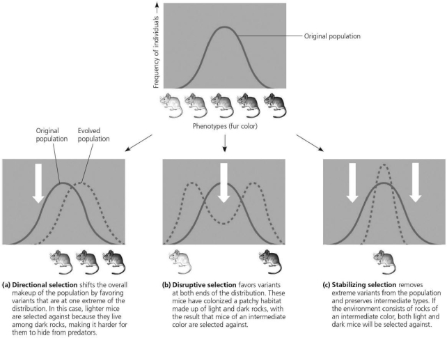 <strong>Please use the following information to answer the question(s) below.   Examining the figure, which type of selection eliminates extreme frequency of individuals' phenotype?</strong> A) directional selection B) disruptive selection C) stabilizing selection D) natural selection <div style=padding-top: 35px> 