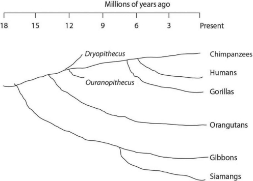 <strong>  Figure 20.2 Together, the lesser apes and great apes shared a common ancestor most recently with other members of their</strong> A) order. B) class. C) subclass. D) subfamily. <div style=padding-top: 35px> 