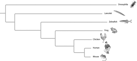 <strong>  Figure 20.2   Figure 20.3 In Figure 20.3, phylogeny branch lengths represent genetic changes. Which organism on the tree has undergone the most genetic changes since divergence from common ancestor?</strong> A) mouse B) human C) chicken D) Drosophila <div style=padding-top: 35px> 