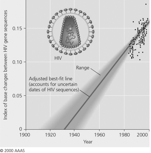 <strong>  Figure 20.2   Figure 20.4 Extrapolating backward in time using the molecular clock indicates that the HIV-1 M strain originated around</strong> A) 1920. B) 1930. C) 1950. D) 1960. <div style=padding-top: 35px> 