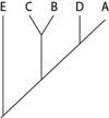 <strong>The next question(s) refer to Table 20.1, which compares the % sequence homology of four different parts (two introns and two exons) of a gene that is found in five different eukaryotic species. Each part is numbered to indicate its distance from the promoter (for example, intron I is the one closest to the promoter). The data reported for species A were obtained by comparing DNA from one member of species A to the DNA of another member of species A.   Table 20.1 Based on the tabular data, and assuming that time advances vertically, which cladogram (a type of phylogenetic tree) is the most likely depiction of the evolutionary relationships among these five species?</strong> A)   B)   C)   D)   <div style=padding-top: 35px> 