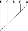 <strong>The next question(s) refer to Table 20.1, which compares the % sequence homology of four different parts (two introns and two exons) of a gene that is found in five different eukaryotic species. Each part is numbered to indicate its distance from the promoter (for example, intron I is the one closest to the promoter). The data reported for species A were obtained by comparing DNA from one member of species A to the DNA of another member of species A.   Table 20.1 Based on the tabular data, and assuming that time advances vertically, which cladogram (a type of phylogenetic tree) is the most likely depiction of the evolutionary relationships among these five species?</strong> A)   B)   C)   D)   <div style=padding-top: 35px> 