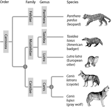 <strong>In figure shown below, which similarly inclusive taxon descended from the same common ancestor as Canidae?   Figure 20.6</strong> A) Felidae B) Mustelidae C) Carnivora D) Lutra <div style=padding-top: 35px> 