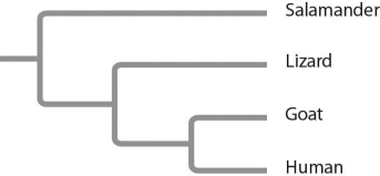 <strong>Based on the tree below, which statement is not correct?  </strong> A) The salamander lineage is a basal taxon. B) Salamanders are a sister group to the group containing lizards, goats, and humans. C) Salamanders are as closely related to goats as to humans. D) Lizards are more closely related to salamanders than to humans. <div style=padding-top: 35px> 