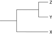 <strong> Figure 19.1 Currently, two extant elephant species (X and Y) are placed in the genus Loxodonta, and a third species (Z) is placed in the genus Elephas. Assuming this classification reflects evolutionary relatedness, which of the following is the most accurate phylogenetic tree?</strong> A) B) C) D)