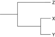 <strong> Figure 19.1 Currently, two extant elephant species (X and Y) are placed in the genus Loxodonta, and a third species (Z) is placed in the genus Elephas. Assuming this classification reflects evolutionary relatedness, which of the following is the most accurate phylogenetic tree?</strong> A) B) C) D)