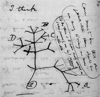 <strong>Please use the following information to answer the question(s) below. The following questions refer to the evolutionary tree below. The horizontal axis of the cladogram depicted below is a timeline that extends from 100,000 years ago to the present; the vertical axis represents nothing in particular. The labeled branch points on the tree (V-Z) represent various common ancestors. Let's say that only since 50,000 years ago has there been enough variation between the lineages depicted here to separate them into distinct species, and only the tips of the lineages on this tree represent distinct species. Figure 19.2 Figure 19.3 Darwin viewed the history of life as a tree, with multiple branchings from a common trunk to the tips of the twigs. Which part of that tree represents extant organisms?</strong> A) tips of the twigs B) unlabeled branches C) common trunk D) forks of the tree
