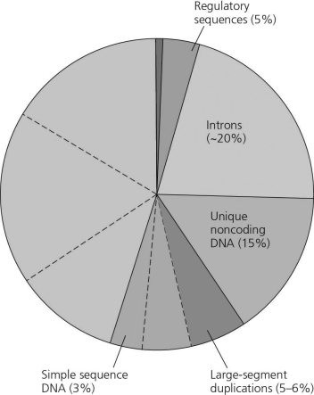<strong> Figure 18.1 Types of DNA sequences in the human genome. The pie chart in Figure 18.1 represents the relative frequencies of the following in the human genome: I. repetitive DNA unrelated to transposons II. repetitive DNA that includes transposons III. unique noncoding DNA IV. introns and regulatory sequences V. exons Which region is occupied by exons only (V)?</strong> A) A B) B C) C D) D E) E