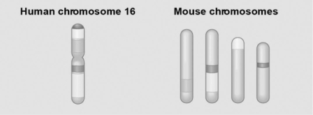 <strong> Figure 18.2 Figure 18.2 shows a diagram of blocks of genes on human chromosome 16 and the locations of blocks of similar genes on four chromosomes of the mouse. What does the movement of these blocks in the genomes suggest?</strong> A) During evolutionary time, these sequences have separated and have returned to their original positions. B) DNA sequences within these blocks have become increasingly divergent. C) Sequences represented have duplicated at least three times. D) Chromosomal translocations have moved blocks of sequences to other chromosomes.