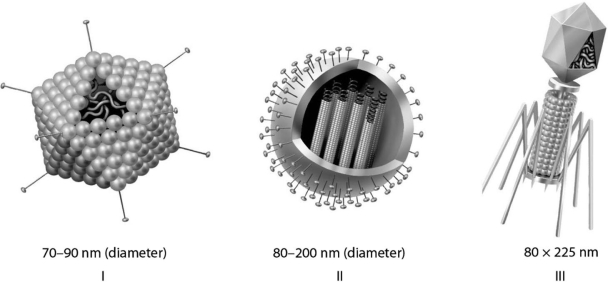 Figure 17.1 -Which of the three types of viruses shown in Figure 17.1 would you expect to include a capsid(s) as part of their overall structure?