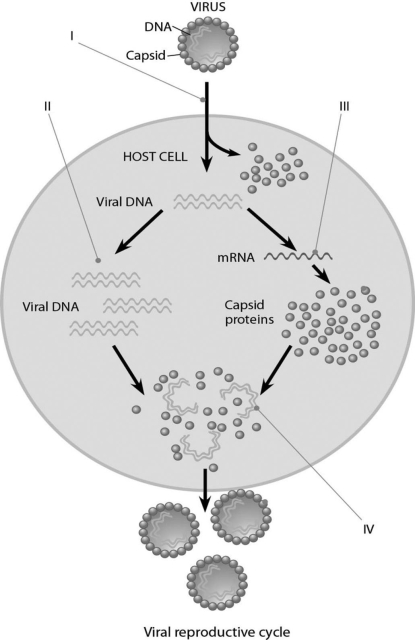 Figure 17.2 -In Figure 17.2, when new viruses are being assembled (IV), what mediates the assembly?