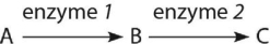 <strong> Figure 14.1 Examine the simple metabolic pathway in Figure 14.1. A mutation results in a defective enzyme A. Which of the following results would be a consequence of that mutation?</strong> A) an accumulation of A and no production of B and C B) an accumulation of A and B and no production of C C) an accumulation of B and no production of A and C D) an accumulation of B and C and no production of A E) an accumulation of C and no production of A and B