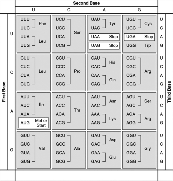 <strong> Figure 14.2 Examine the table of codons in Figure 14.2. A possible sequence of nucleotides in the template strand of DNA that would code for the polypeptide sequence phe-leu-ile-val would be</strong> A) 5'-TTG-CTA-CAG-TAG-3'. B) 3'-AAC-GAC-GUC-AUA-5'. C) 5'-AUG-CTG-CAG-TAT-3'. D) 3'-AAA-AAT-ATA-ACA-5'. E) 3'-AAA-GAA-TAA-CAA-5'.