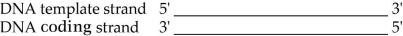 <strong> Figure 14.3 In the transcription event of the DNA in Figure 14.3, where would the promoter be located?</strong> A) at the 3' end of the newly made RNA B) to the right of the template strand C) to the left of the template strand D) to the right of the sense strand E) to the left of the sense strand