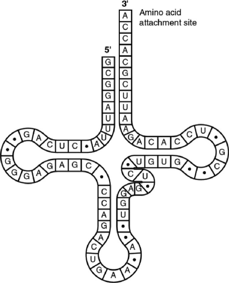 <strong> Figure 14.5 The tRNA shown in Figure 14.5 has its 3' end projecting beyond its 5' end. What will occur at this 3' end?</strong> A) The codon and anticodon will complement one another. B) The amino acid will bind covalently. C) The small and large subunits of the ribosome will attach to it. D) The 5' cap of the mRNA will become covalently bound.