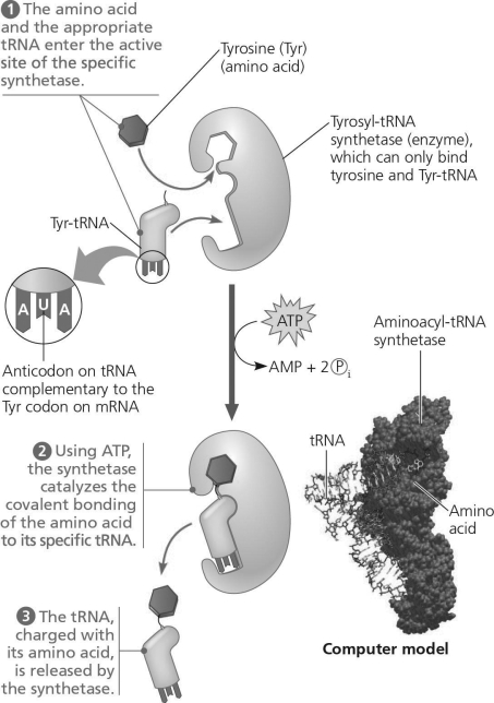 <strong>Using the figure below, identify a 5' → 3' sequence of nucleotides in the DNA template strand for an mRNA coding for the polypeptide sequence Phe-Pro-Lys. Figure 14.6</strong> A) 5′-UUUCCCAAA-3′ B) 5′-GAACCCCTT-3′ C) 5′-CTTCGGGAA-3′ D) 5′-AAACCCUUU-3′