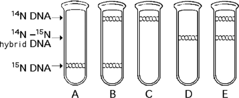 <strong> Figure 13.1 Figure 13.3 Which enzyme was used to produce the molecule in Figure 13.3?</strong> A) ligase B) a restriction enzyme C) RNA polymerase D) DNA polymerase