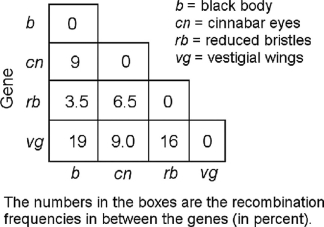 <strong> Figure 12.2 In a series of mapping experiments, the recombination frequencies for four different linked genes of Drosophila were determined as shown in Figure 12.2. What is the order of these genes on a chromosome map?</strong> A) rb-cn-vg-b B) vg-b-rb-cn C) cn-rb-b-vg D) b-rb-cn-vg E) vg-cn-b-rb
