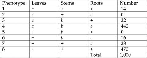<strong>Please use the following information to answer the question(s) below. A plantlike organism on the planet Pandora can have three recessive genetic traits: bluish leaves, due to an allele (a) of gene A; a feathered stem, due to an allele (b) of gene B; and hollow roots due to an allele (c) of gene C. The three genes are linked and recombine. A geneticist did a testcross with an organism that had been found to be heterozygous for the three recessive traits and was able to identify progeny of the phenotypic distribution (+ = wild type) shown in Figure 12.3. Figure 12.3 In which progeny phenotypes has there been recombination between genes A and B?</strong> A) 1, 2, 5, and 6 B) 1, 3, 6, and 7 C) 2, 4, 5, and 8 D) 2, 3, 5, and 7 E) in all 8 of them