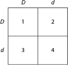<strong>Please use the following information to answer the question(s) below. In a particular plant, leaf color is controlled by gene locus D. Plants with at least one D allele have dark green leaves, and plants with the homozygous recessive dd genotype have light green leaves. A true-breeding dark-leaved plant is crossed with a light-leaved one, and the F1 offspring is allowed to self-pollinate. The predicted outcome of the F2 is diagrammed in the Punnett square shown in Figure 11.1, where 1, 2, 3, and 4 represent the genotypes corresponding to each box within the square. Figure 11.1 Which of the plants will be true-breeding?</strong> A) 1 and 4 only B) 2 and 3 only C) 1, 2, 3, and 4 D) 1 only E) 1 and 2 only
