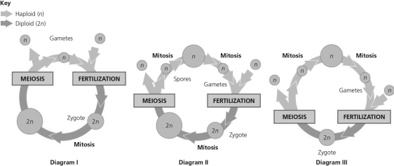 <strong> Figure 10.1 Refer to the life cycles illustrated in Figure 10.1. Which of the life cycles is (are) typical for most fungi and some protists?</strong> A) I only B) II only C) III only D) I and III