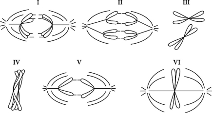 Figure 10.2 -Refer to the drawings in Figure 10.2 of a single pair of homologous chromosomes as they might appear during various stages of either mitosis or meiosis. Which diagram represents anaphase I of meiosis?
