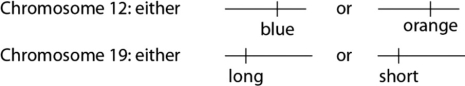 <strong> Figure 10.4 A certain (hypothetical) organism is diploid, has either blue or orange wings as the consequence of one of its genes on chromosome 12, and has either long or short antennae as the result of a second gene on chromosome 19, as shown in Figure 10.4. If a female of this species has one chromosome 12 with a blue gene and another chromosome 12 with an orange gene, and has both number 19 chromosomes with short genes, she will produce which of the following egg types?</strong> A) only blue short gene eggs B) only orange short gene eggs C) one-half blue short and one-half orange short gene eggs D) three-fourths blue short and one-fourth orange short gene eggs