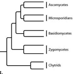 -Which tree shows the greatest evolutionary distance between chytrids and ascomycetes?