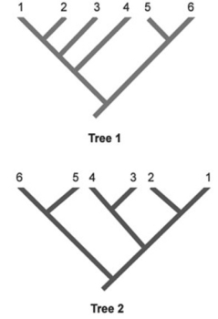 <strong>  In the phylogenetic trees, numbers represent species, and the same species are shown in both trees. Which two species are represented as sister species in Tree 2 but are not shown as sister species in Tree 1?</strong> A) 1 and 2 B) 2 and 3 C) 3 and 4 D) 4 and 5 <div style=padding-top: 35px> 