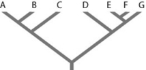 Refer to the figure. Which of the following forms a monophyletic group?