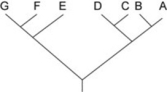 <strong>Use the following information to answer the question.   Which of the following trees, if any, depicts the same relationship among species as shown above?</strong> A)   B)   C)   <div style=padding-top: 35px> 