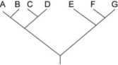 <strong>Use the following information to answer the question.   Which of the following trees, if any, depicts the same relationship among species as shown above?</strong> A)   B)   C)   <div style=padding-top: 35px> 