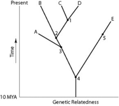 - Which extinct species should be the best candidate to serve as the outgroup for the clade whose common ancestor occurs at position 2 in the figure?