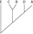 <strong>The question refers to the following table, which compares the percent sequence homology of four different parts (two introns and two exons) of a gene that is found in five different eukaryotic species. Each part is numbered to indicate its distance from the promoter (for example, Intron I is the one closest to the promoter). The data reported for species A were obtained by comparing DNA from one member of species A to another member of species A. % Sequence Homology  \begin{array} { | l | l | l | l | l |} \hline \text { Species } & \text { Intron I } & \text { Exon I } & \text { Intron VI } & \text { Exon V } \\ \hline  A  & 100 \% & 100 \% & 100 \% & 100 \% \\ \hline B & 98 \% & 99 \% & 82 \% & 96 \% \\ \hline  C& 98 \% & 99 \% & 89 \% & 96 \% \\ \hline   D  & 99 \% & 99 \% & 92 \% & 97 \% \\ \hline   E  & 98 \% & 99 \% & 80 \% & 94 \% \\ \hline \end{array}   -Based on the tabular data, and assuming that time advances vertically, which phylogenetic tree is the most likely depiction of the evolutionary relationships among these five species?</strong> A)   B)   C)   D)   <div style=padding-top: 35px>  