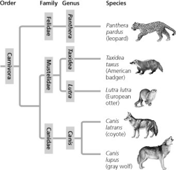 <strong>  In the above figure, which similarly inclusive taxon is represented as descending from the same common ancestor as Canidae?</strong> A) Felidae B) Mustelidae C) Carnivora D) Lutra <div style=padding-top: 35px> 