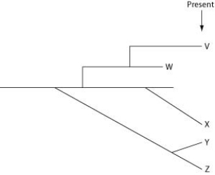 <strong>The question refers to the following evolutionary tree, in which the horizontal axis represents time (present time is on the far right), and the vertical axis represents morphological change. Which conclusion can be drawn from this evolutionary tree?</strong> A) A single clade (that is, a group of species that share a common ancestor) can include species that formed by gradualism and other species that formed by punctuated equilibrium. B) A single clade (that is, a group of species that share a common ancestor) will either include species that formed by gradualism or species that formed by punctuated equilibrium. C) Assuming that the tip of each line represents a species, there are five extant (that is, not extinct) species resulting from the earliest common ancestor. D) Species X and Z best represent species that evolved by punctuated equilibrium.