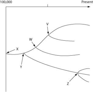 <strong>The following questions refer to the evolutionary tree in the figure below. The horizontal axis of the cladogram depicted below is a timeline that extends from 100,000 years ago to the present; the vertical axis represents nothing in particular. The labelled branch points on the tree (V-Z) represent various common ancestors. Let's say that only since 50,000 years ago has there been enough variation between the lineages depicted here to separate them into distinct species, and only the tips of the lineages on this tree represent distinct species.   In Darwin's tree of life, each fork in the tree represents ________.</strong> A) groups of living organisms B) groups of extinct organisms C) the most recent common ancestor of the subsequent branches D) morphologic gaps in the fossil record <div style=padding-top: 35px> 
