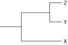 <strong>Currently, two of the living elephant species (X and Y) are placed in the genus Loxodonta, and a third surviving species (Z) is placed in the genus Elephas. Assuming this classification reflects evolutionary relatedness, which of the following is the most accurate phylogenetic tree?</strong> A)   B)   C)   D)   <div style=padding-top: 35px> 