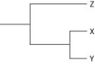 <strong>Currently, two of the living elephant species (X and Y) are placed in the genus Loxodonta, and a third surviving species (Z) is placed in the genus Elephas. Assuming this classification reflects evolutionary relatedness, which of the following is the most accurate phylogenetic tree?</strong> A)   B)   C)   D)   <div style=padding-top: 35px> 