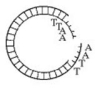 <strong>Use the figure to answer the following question. Which of the following enzymes was used to produce the molecule of DNA in the figure?</strong> A) ligase B) a restriction enzyme (endonuclease) C) RNA polymerase D) DNA polymerase