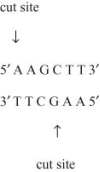 <strong>Use the following information to answer the question. In an experiment, DNA from the linear form of the bacteriophage Lambda was cut into fragments using the restriction enzyme Hind III. Hind III cuts the Lambda DNA between the adenine nucleotides on the complementary strands in a specific sequence, as indicated in the diagram, producing eight different size fragments. These fragments are then separated with an electrical current based on size after the DNA fragments are placed in a porous gel, a process called gel electrophoresis. Select an observation that best describes a correct aspect of the two processes of restriction Digest and gel electrophoresis.</strong> A) When separated on a gel, the pattern of DNA bands will be characteristic of those cut with Hind III; different restriction enzymes will not produce these same fragments. B) The sequence 5′-AAGCTT-3′ is found eight times in the Lambda genome, and the restriction enzyme Hind III finds each location. C) If an electrical current is not used, eight separate DNA bands would be visible, but they would not be separated as much as when an electrical current is used. D) Only the restriction enzyme Hind III can be used to cut Lambda DNA since restriction enzymes are specific to the type of DNA they can cut.
