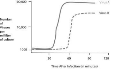 <strong>Use the following figure and information to answer the question.   Cells were infected with approximately 1,000 copies of either virus A or virus B at the 0 time point. At five-minute intervals, a sample of the virus and cell mixture was removed. The intact cells were removed from the sample, and the number of viruses per millilitre of culture was determined. Using the data in the figure, how long does it take for virus B to go through one lytic cycle?</strong> A) 15 minutes B) 30 minutes C) 45 minutes D) 60 minutes <div style=padding-top: 35px> 