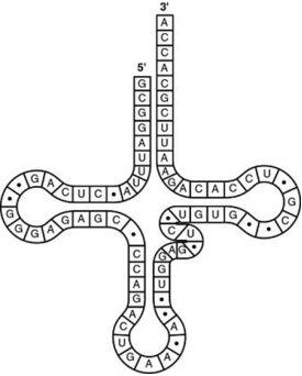 <strong>Use the figure to answer the question. The figure represents tRNA that recognises and binds a particular amino acid (in this instance, phenylalanine). Which codon on the mRNA strand codes for this amino acid?</strong> A) 5′-UGG-3′ B) 3′-GUG-5′ C) 5′-GUA-3′ D) 5′-UUC-3′