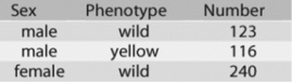   In a Drosophila experiment, a cross was made between homozygous wild-type females and yellow-bodied males. All of the resulting F<sub>1</sub>s were phenotypically wild type. However, adult flies of the F<sub>2</sub> generation (resulting from matings of the F<sub>1</sub>s) had the characteristics shown in the figure.  - How is the mutant allele for yellow body inherited?